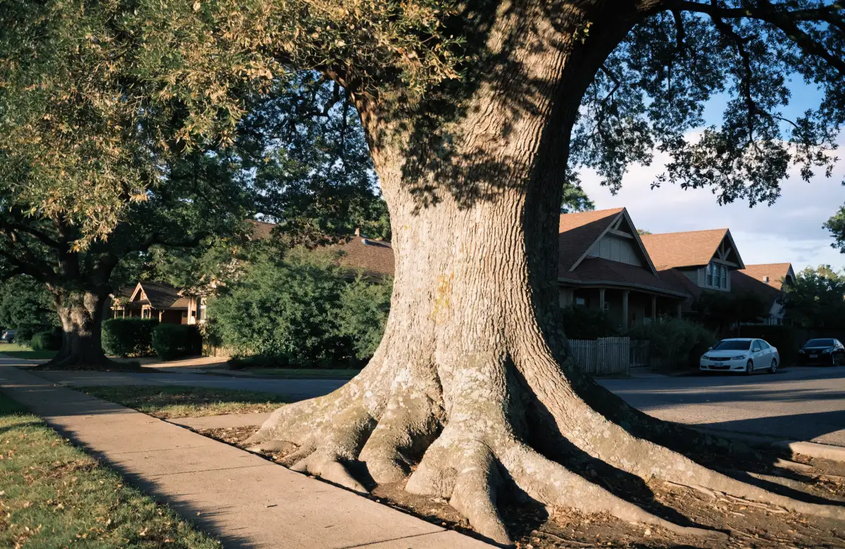 Los Gatos Tree Removal Permit: The Town Tree Ordinance Explained (2026)