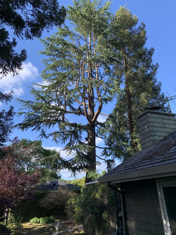 Lot Clearing
