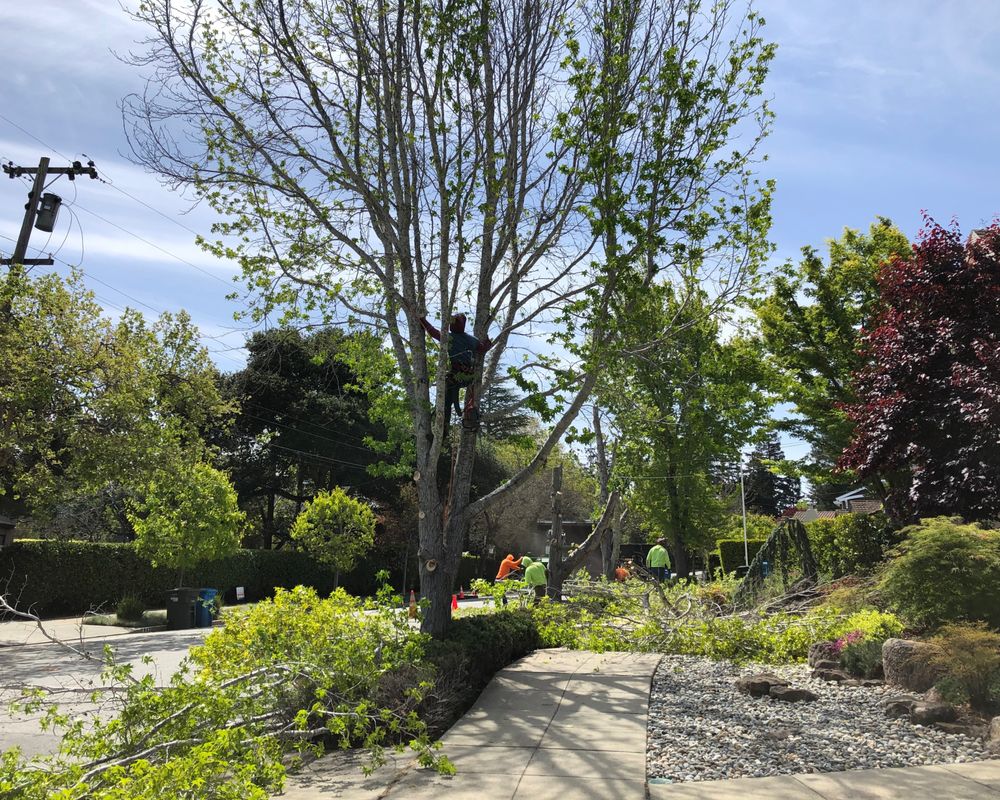 Stump Grinding & Removal