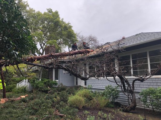 Tree fallen across the roof of a house after a storm