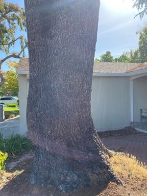 Majestic cedar removal: large tree project
