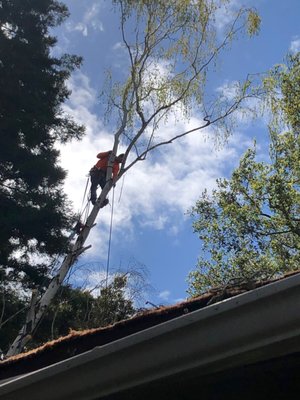 Professional tree care