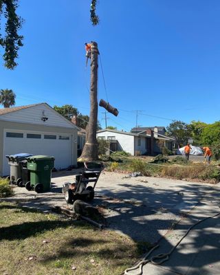 Stump grinding: everyone was so fast