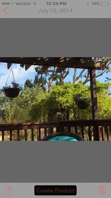 Eucalyptus trees topped: what a difference