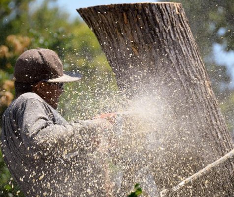 Tree care project