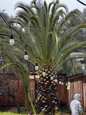 Tree trimming services