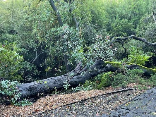 Professional tree removal