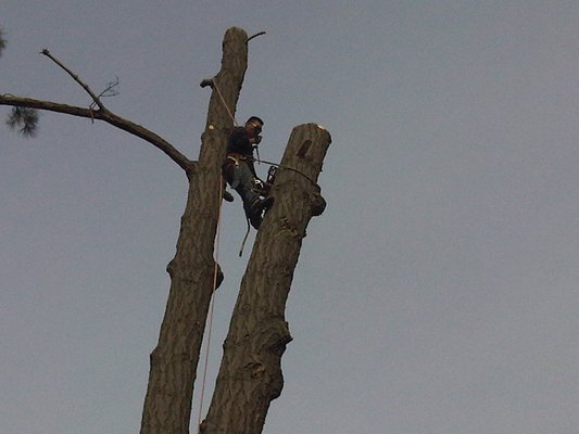Firefighter Tree Service crew clearing a fallen tree