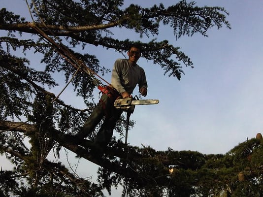 Climber taking a tree down limb by limb with a chainsaw
