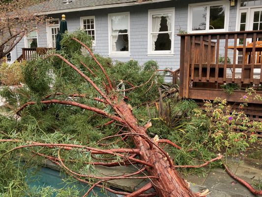 Tree removal completed