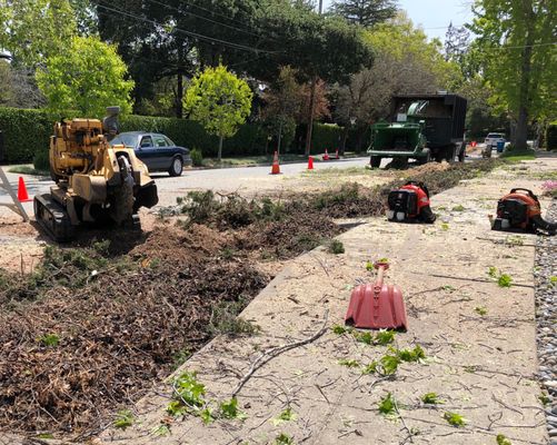 Tree care services