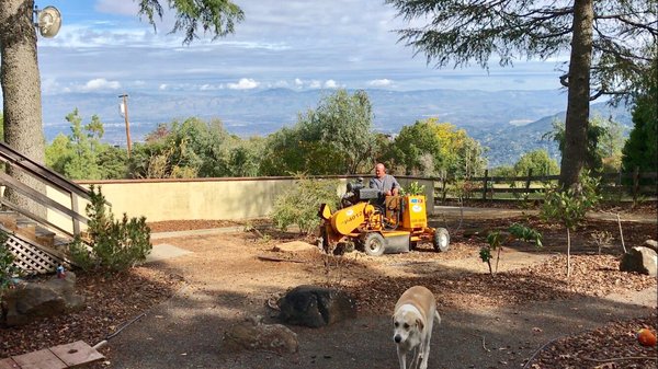 Firefighter Tree Service crew with a stump grinder