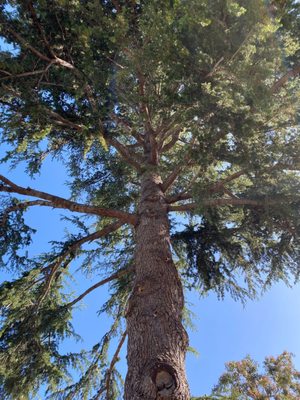 Tree Trimming & Removal in Los Gatos