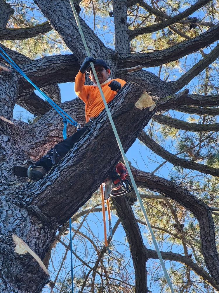 Tree Trimming & Pruning